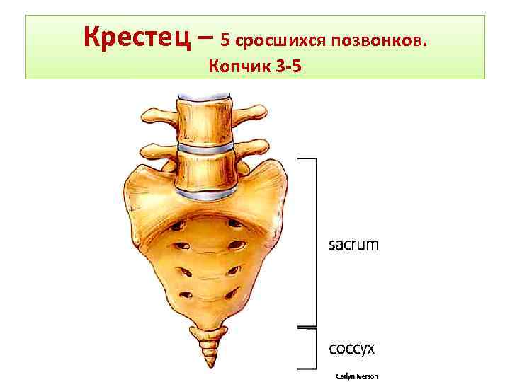 Крестец – 5 сросшихся позвонков. Копчик 3 -5 