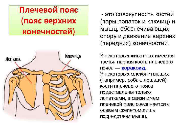 Плечевой пояс (пояс верхних конечностей) - это совокупность костей (пары лопаток и ключиц) и