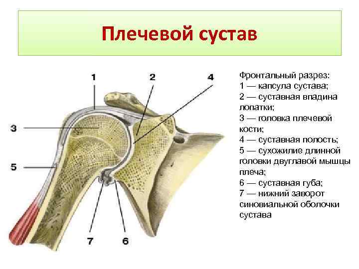 Скелет плеча человека