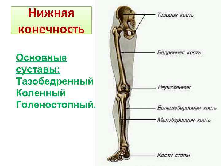 Соединения свободных конечностей. Скелет нижних конечностей схема. Соединение костей пояса нижних конечностей таблица. Скелет человека нога кости. Кости нижней конечности анатомия таблица.
