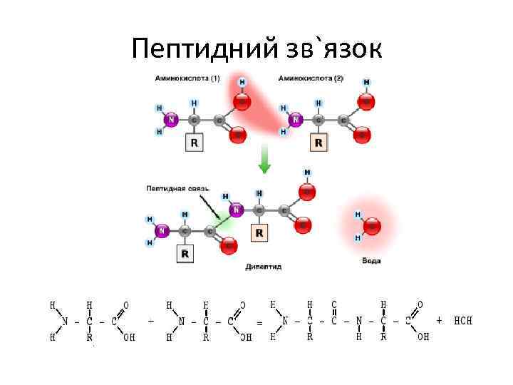 Пептидний зв`язок 