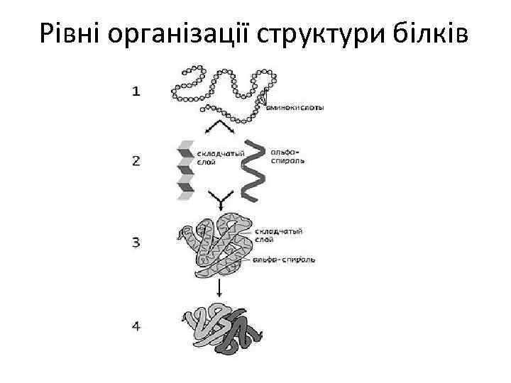 Рівні організації структури білків 