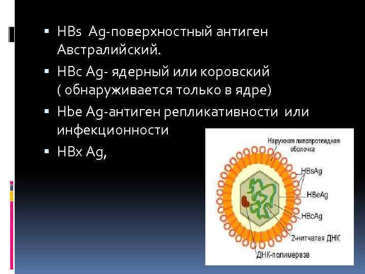 Hbsag поверхностный антиген вируса гепатита. HBS-AG-(австралийский антиген)-364. HBSAG(поверхностный антиген гепатита b), кач.. HBE антиген вируса гепатита в. HBS поверхностный антиген.