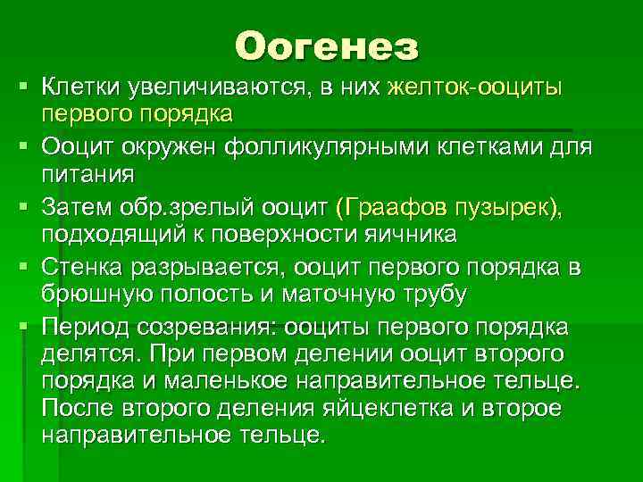 Оогенез § Клетки увеличиваются, в них желток-ооциты первого порядка § Ооцит окружен фолликулярными клетками