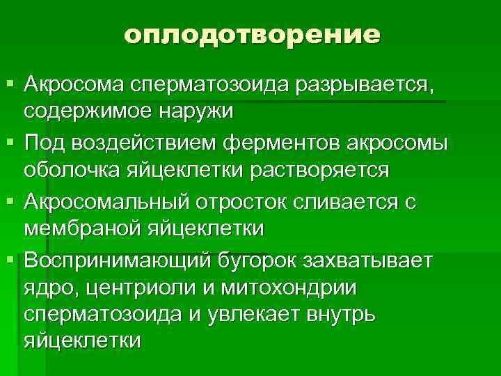 оплодотворение § Акросома сперматозоида разрывается, содержимое наружи § Под воздействием ферментов акросомы оболочка яйцеклетки