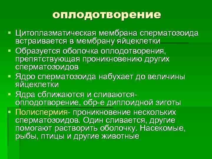 оплодотворение § Цитоплазматическая мембрана сперматозоида встраивается в мембрану яйцеклетки § Образуется оболочка оплодотворения, препятствующая