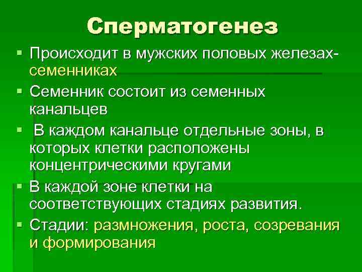 Сперматогенез § Происходит в мужских половых железахсеменниках § Семенник состоит из семенных канальцев §