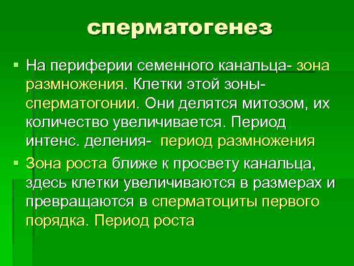 сперматогенез § На периферии семенного канальца- зона размножения. Клетки этой зонысперматогонии. Они делятся митозом,