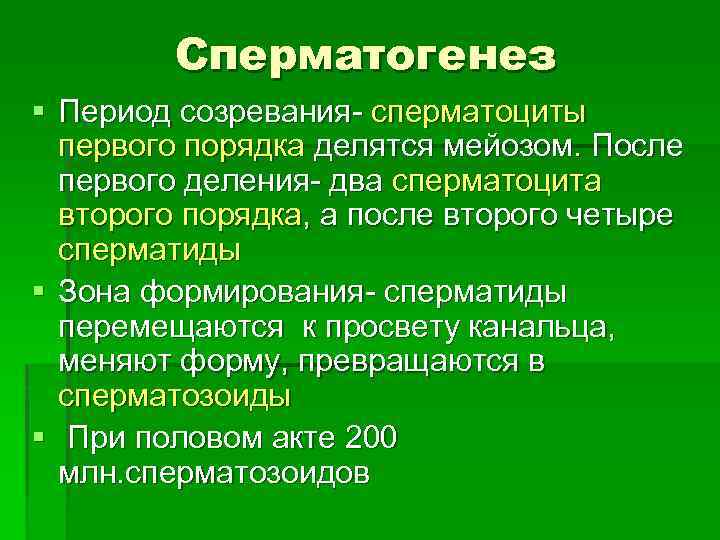 Сперматоциты первого порядка. Периоды сперматогенеза. Сперматогенез периодизация. Сперматогенез Ипер оды. Периоды спермотогенез.