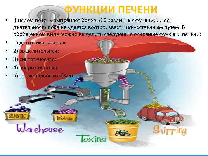 ФУНКЦИИ ПЕЧЕНИ • В целом печень выполняет более 500 различных функций, и ее деятельность