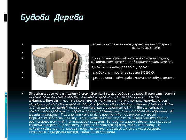 Будова Дерева 1. зовнішня кора – захищає дерево від атмосферних явищ ташкідників 2. внутрішня