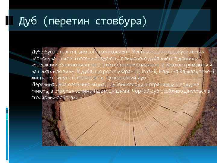 Дуб (перетин стовбура) Дуби бувають літні, зимові та вічнозелені. У літнього рано розпускаються червонуваті
