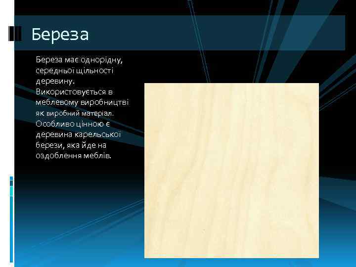 Береза має однорідну, середньої щільності деревину. Використовується в меблевому виробництві як виробний матеріал. Особливо