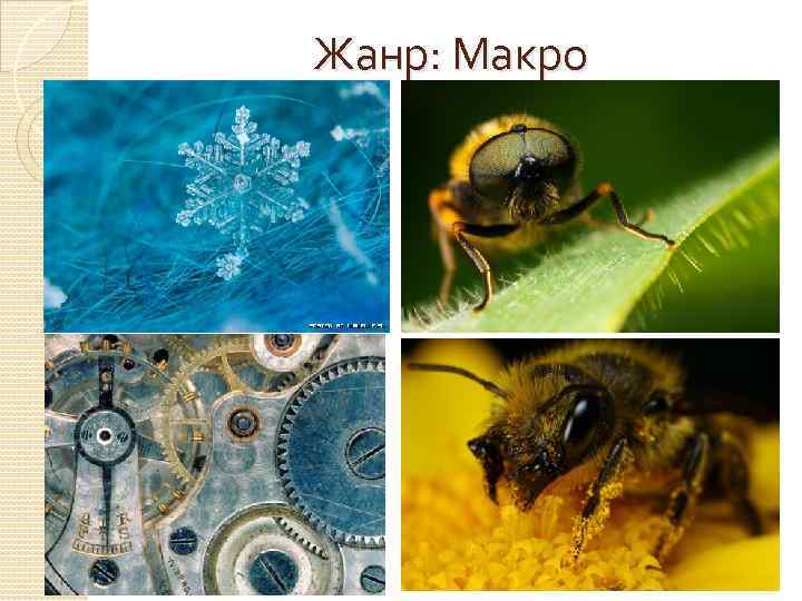 Жанр: Макро 