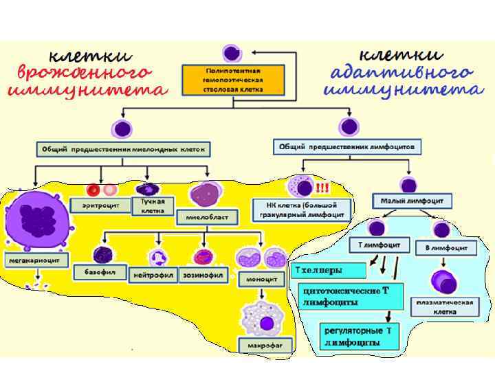 Схема противоопухолевого иммунитета включающая факторы врожденного и адаптивного иммунитета