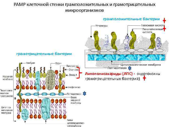 Компоненты клеточной стенки