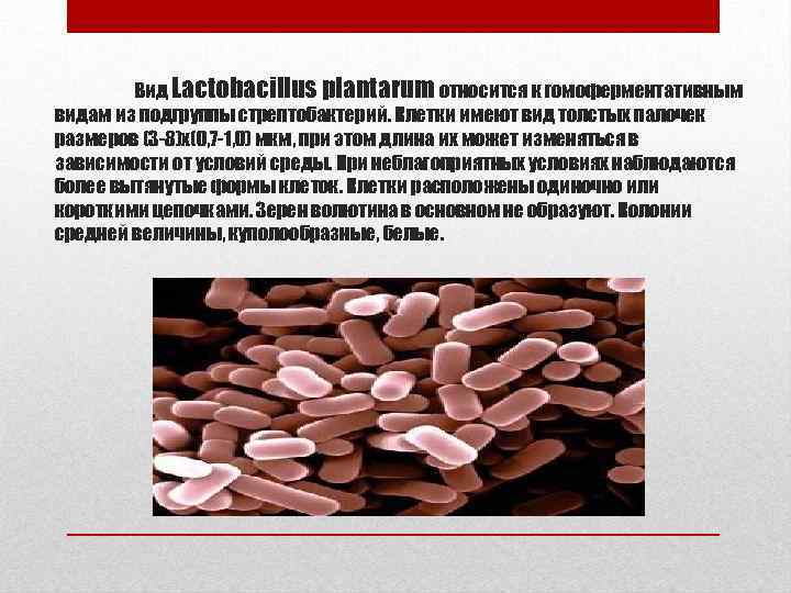 Вид Lactobacillus plantarum относится к гомоферментативным видам из подгруппы стрептобактерий. Клетки имеют вид толстых