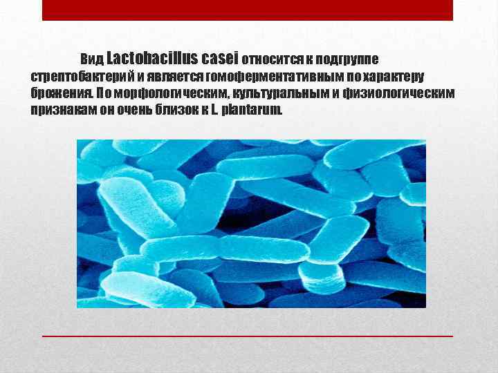 Вид Lactobacillus casei относится к подгруппе стрептобактерий и является гомоферментативным по характеру брожения. По