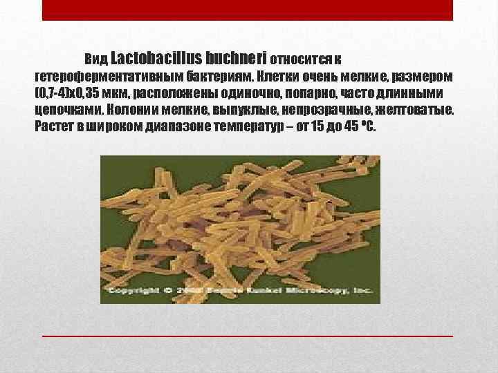 Вид Lactobacillus buchneri относится к гетероферментативным бактериям. Клетки очень мелкие, размером (0, 7 -4)х0,