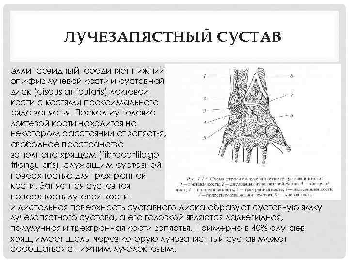 ЛУЧЕЗАПЯСТНЫЙ СУСТАВ эллипсовидный, соединяет нижний эпифиз лучевой кости и суставной диск (discus articularis) локтевой