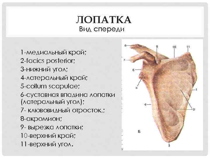 ЛОПАТКА Вид спереди • • • 1 -медиальный край; 2 -facics posterior; 3 -нижний