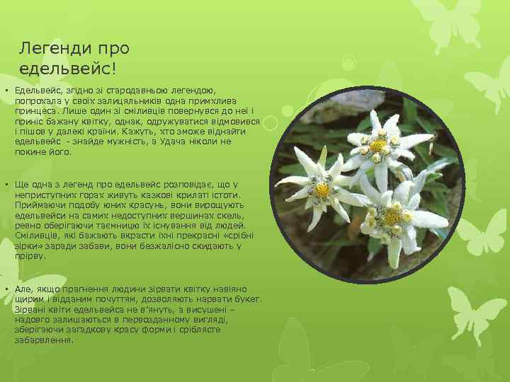 Легенди про едельвейс! • Едельвейс, згідно зі стародавньою легендою, попрохала у своїх залицяльників одна