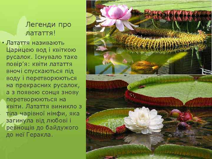Легенди про латаття! • Латаття називають Царицею вод і квіткою русалок. Існувало таке повір’я: