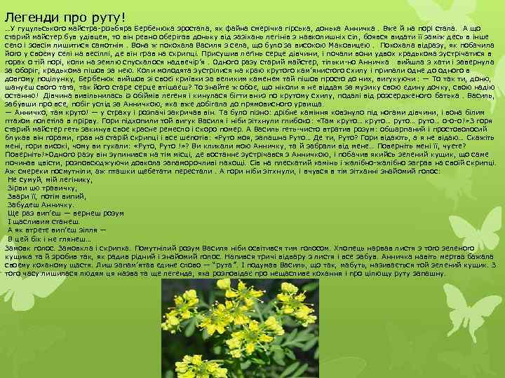 Легенди про руту! …У гуцульського майстра-різьбяра Бербенюка зростала, як файна смерічка гірська, донька Анничка.
