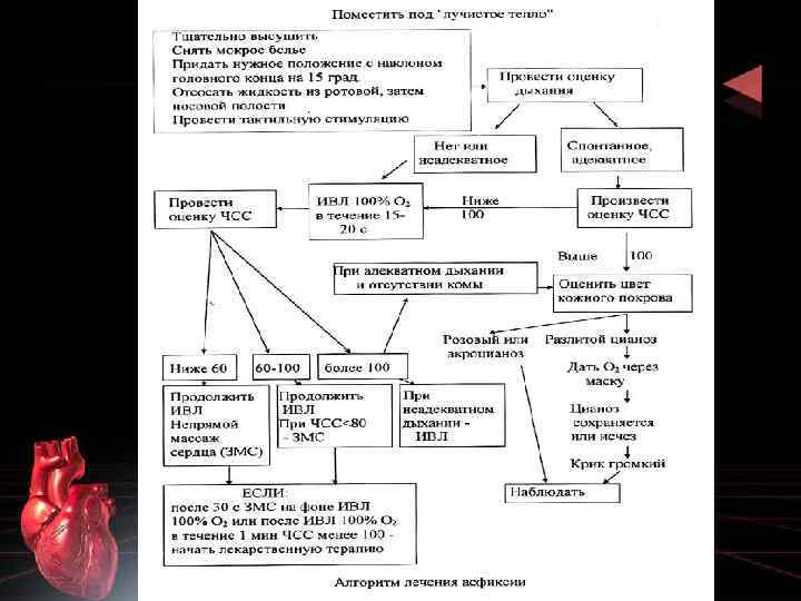 Асфиксия алгоритм. Реанимационные мероприятия при асфиксии новорожденного. Реанимация новорожденного при асфиксии алгоритм. Этапы реанимации при асфиксии. Алгоритм реанимации новорожденных при асфиксии.