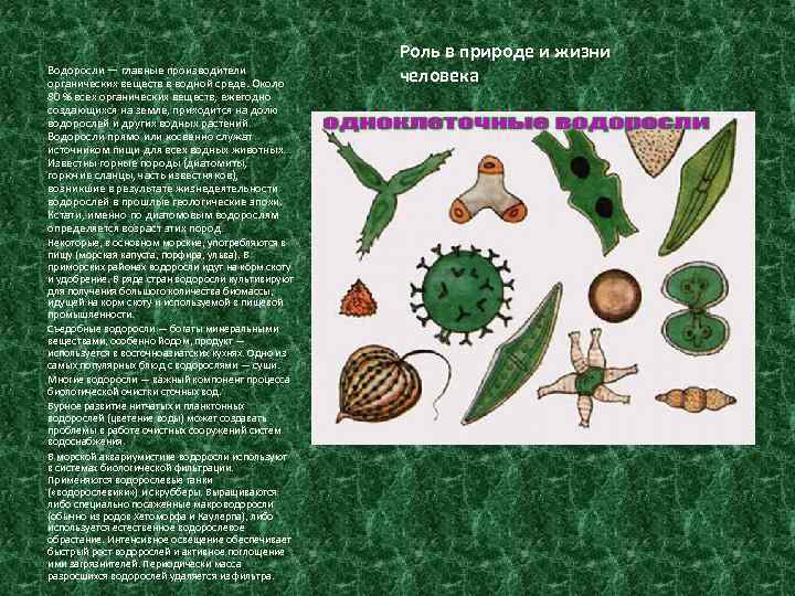 Водоросли — главные производители органических веществ в водной среде. Около 80 % всех органических