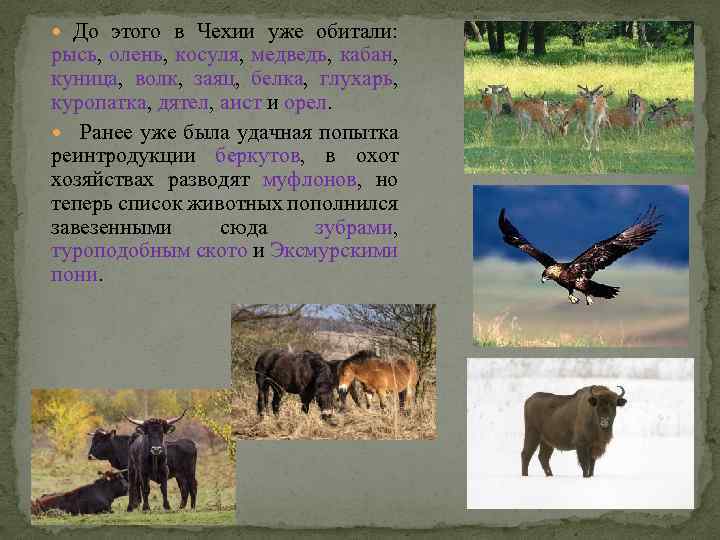  До этого в Чехии уже обитали: рысь, олень, косуля, медведь, кабан, куница, волк,