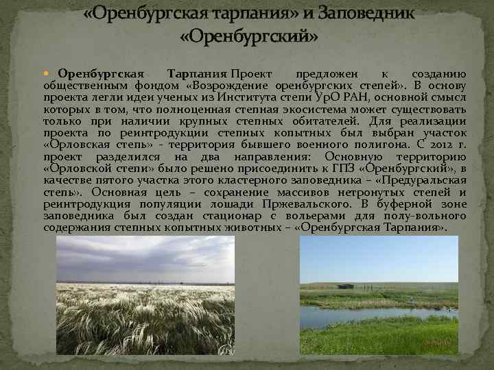  «Оренбургская тарпания» и Заповедник «Оренбургский» Оренбургская Тарпания Проект предложен к созданию общественным фондом