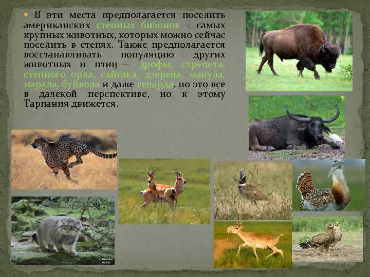  В эти места предполагается поселить американских степных бизонов – самых крупных животных, которых