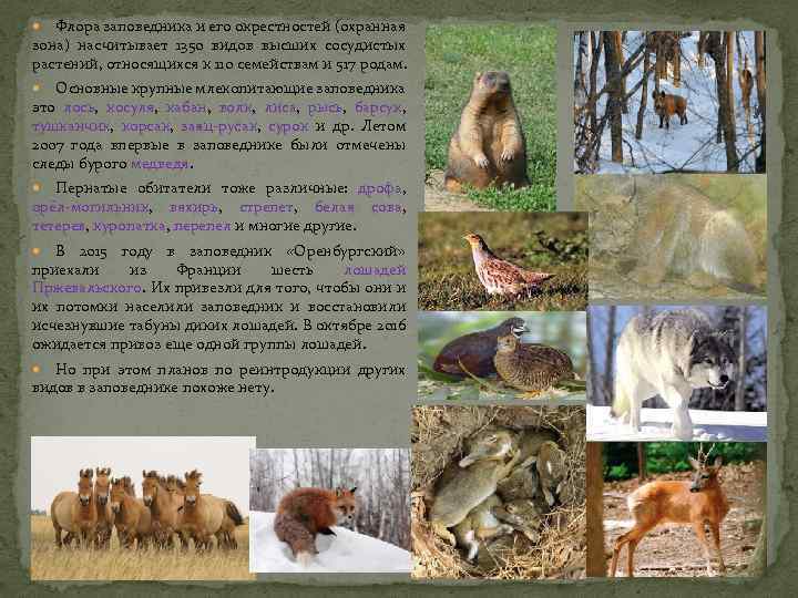 Флора заповедника и его окрестностей (охранная зона) насчитывает 1350 видов высших сосудистых растений, относящихся