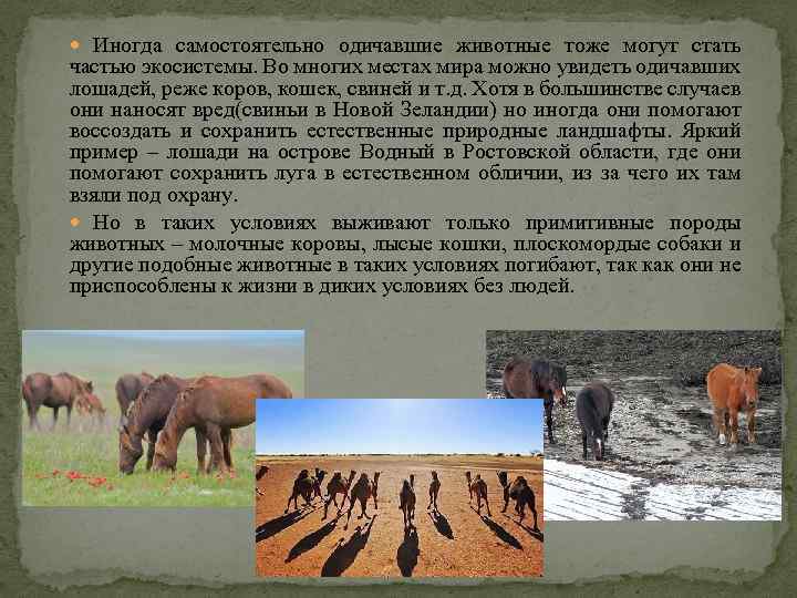  Иногда самостоятельно одичавшие животные тоже могут стать частью экосистемы. Во многих местах мира