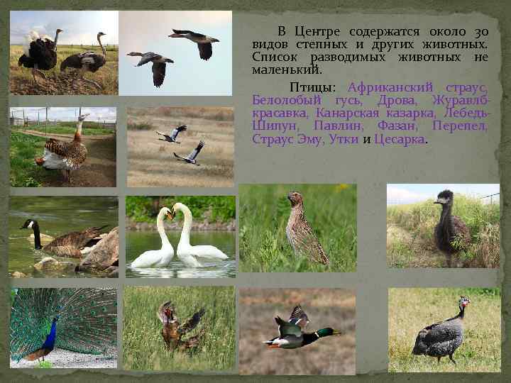 В Центре содержатся около 30 видов степных и других животных. Список разводимых животных не