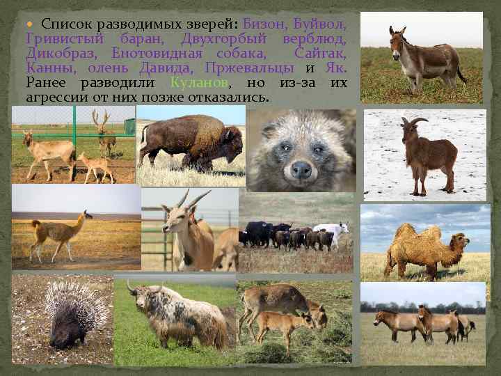  Список разводимых зверей: Бизон, Буйвол, Гривистый баран, Двухгорбый верблюд, Дикобраз, Енотовидная собака, Сайгак,