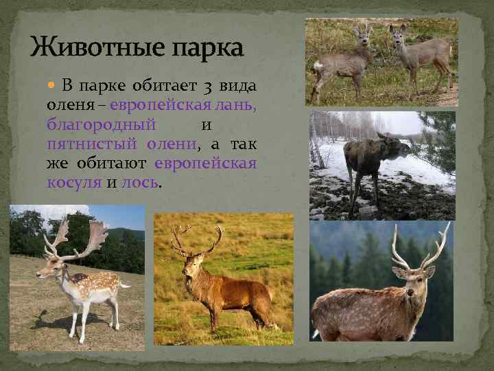 Животные парка В парке обитает 3 вида оленя – европейская лань, благородный и пятнистый