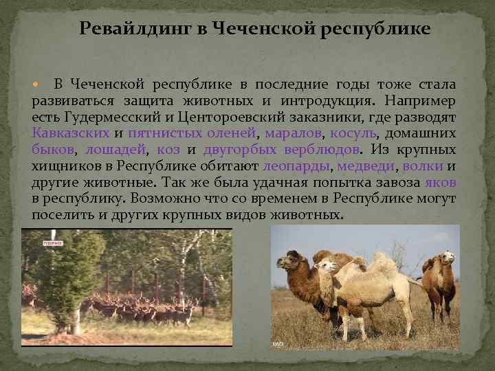 Ревайлдинг в Чеченской республике В Чеченской республике в последние годы тоже стала развиваться защита