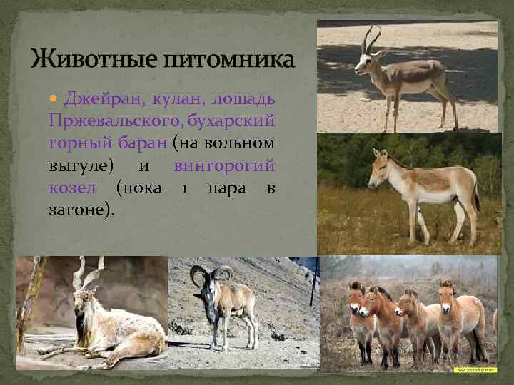 Животные питомника Джейран, кулан, лошадь Пржевальского, бухарский горный баран (на вольном выгуле) и винторогий