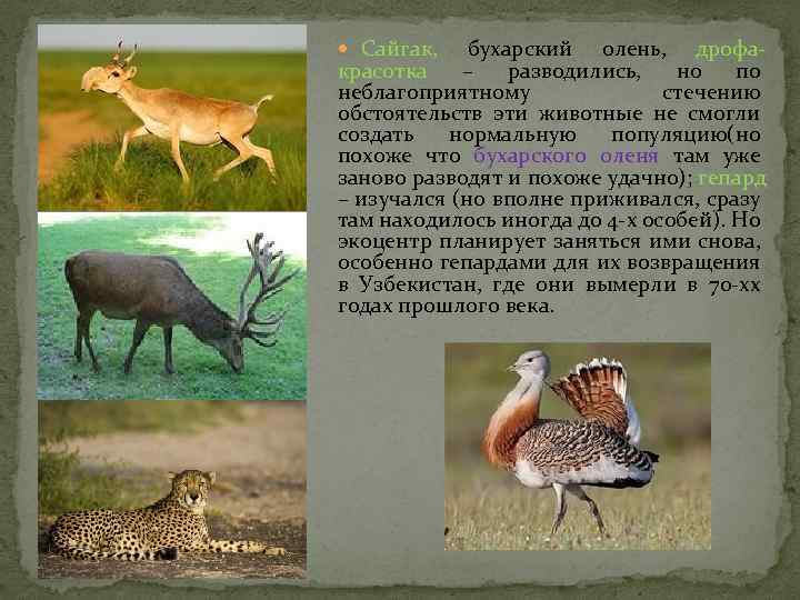  Сайгак, бухарский олень, дрофакрасотка – разводились, но по неблагоприятному стечению обстоятельств эти животные