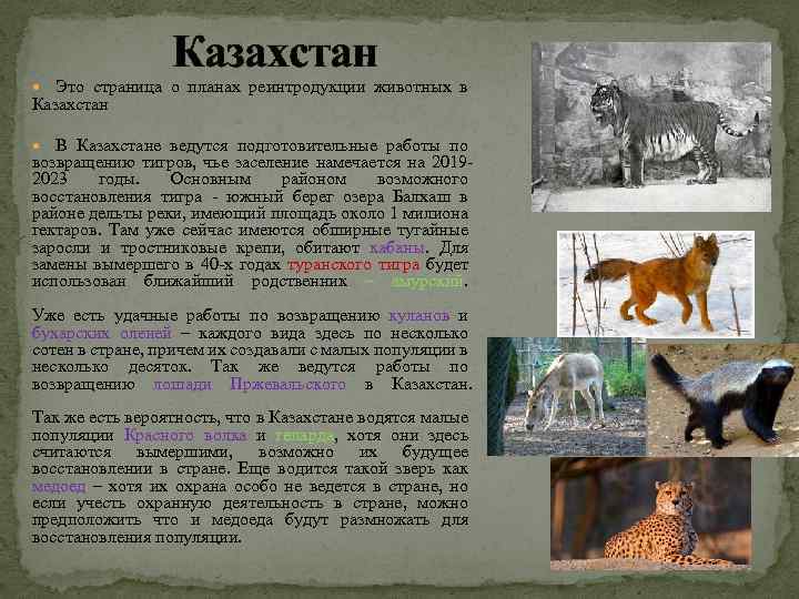 Казахстан Это страница о планах реинтродукции животных в Казахстан В Казахстане ведутся подготовительные работы