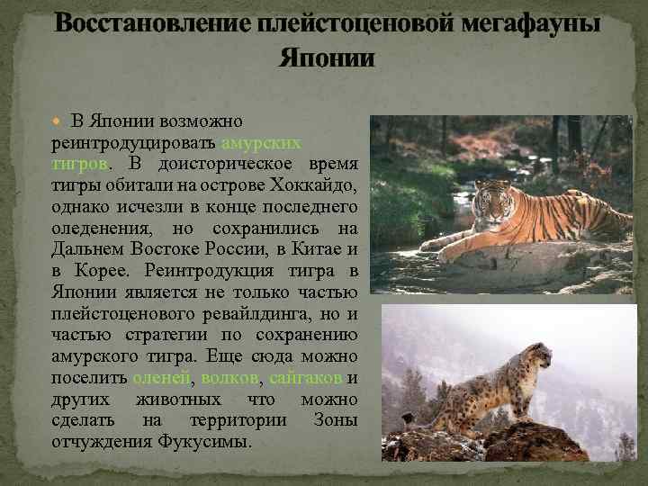 Восстановление плейстоценовой мегафауны Японии В Японии возможно реинтродуцировать амурских тигров. В доисторическое время тигры