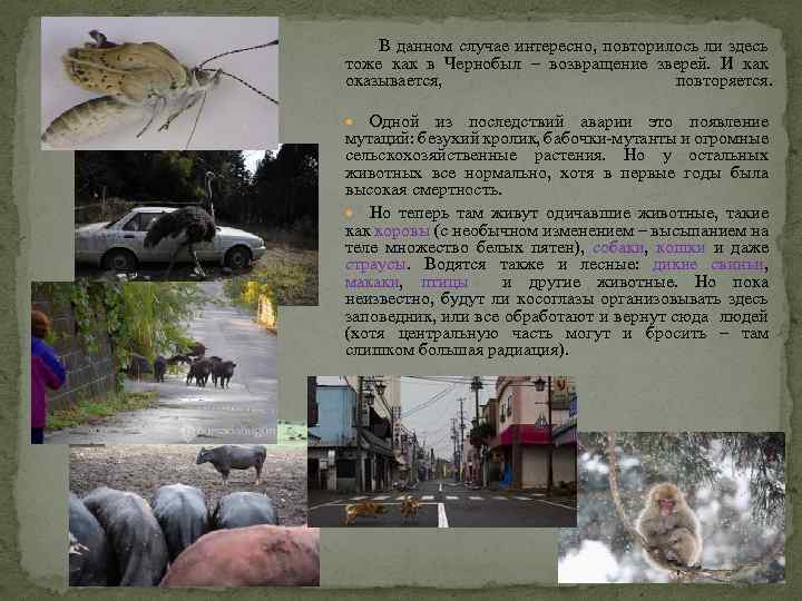  В данном случае интересно, повторилось ли здесь тоже как в Чернобыл – возвращение