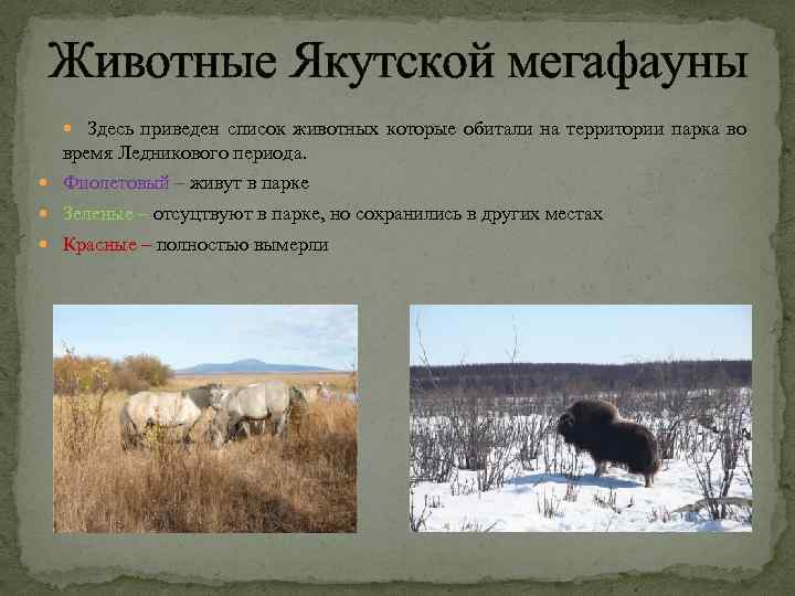 Животные Якутской мегафауны Здесь приведен список животных которые обитали на территории парка во время