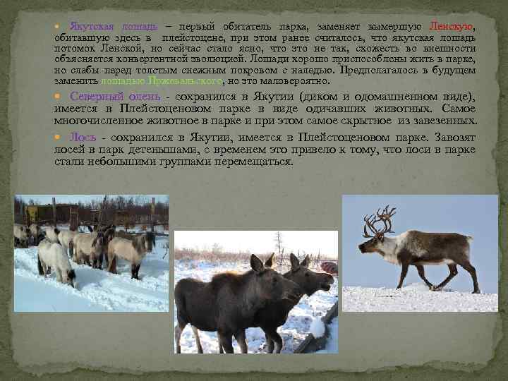  Якутская лошадь – первый обитатель парка, заменяет вымершую Ленскую, обитавшую здесь в плейстоцене,