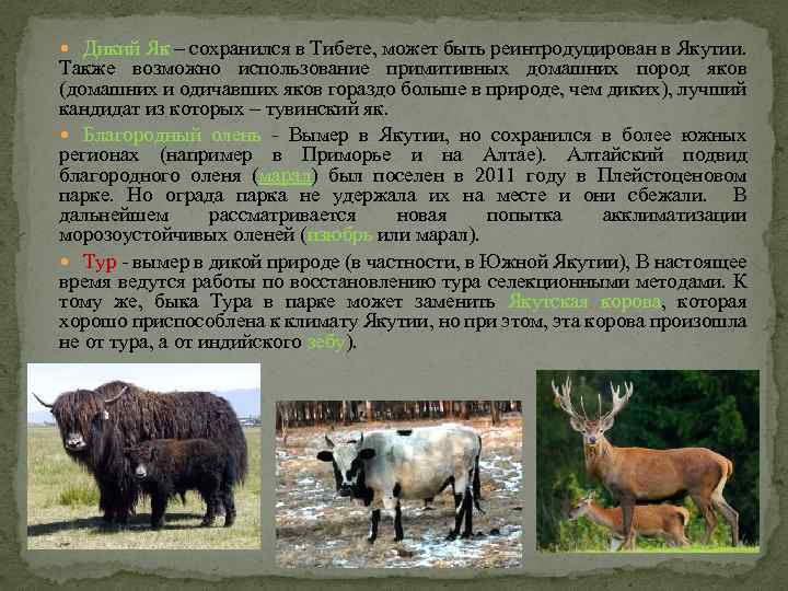  Дикий Як – сохранился в Тибете, может быть реинтродуцирован в Якутии. Также возможно