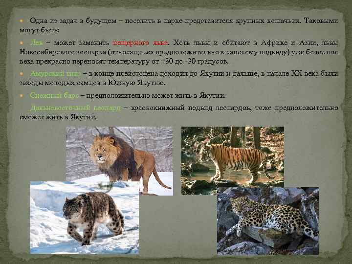  Одна из задач в будущем – поселить в парке представителя крупных кошачьих. Таковыми