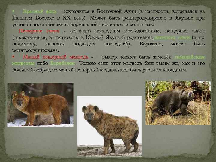  • Красный волк - сохранился в Восточной Азии (в частности, встречался на Дальнем