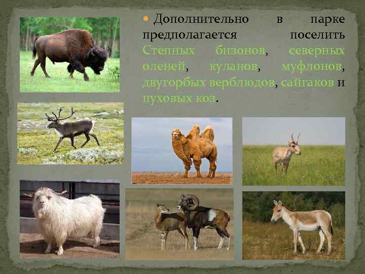  Дополнительно в парке предполагается поселить Степных бизонов, северных оленей, куланов, муфлонов, двугорбых верблюдов,
